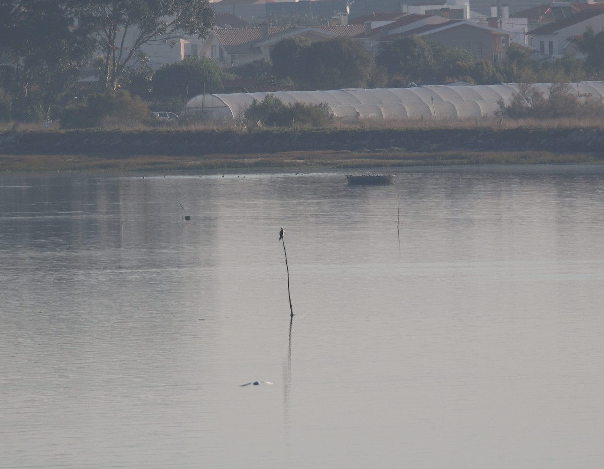 Osprey - ML643479272