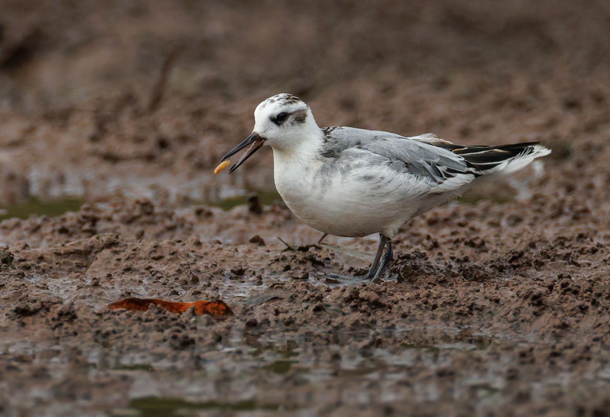 Red Phalarope - ML643479273