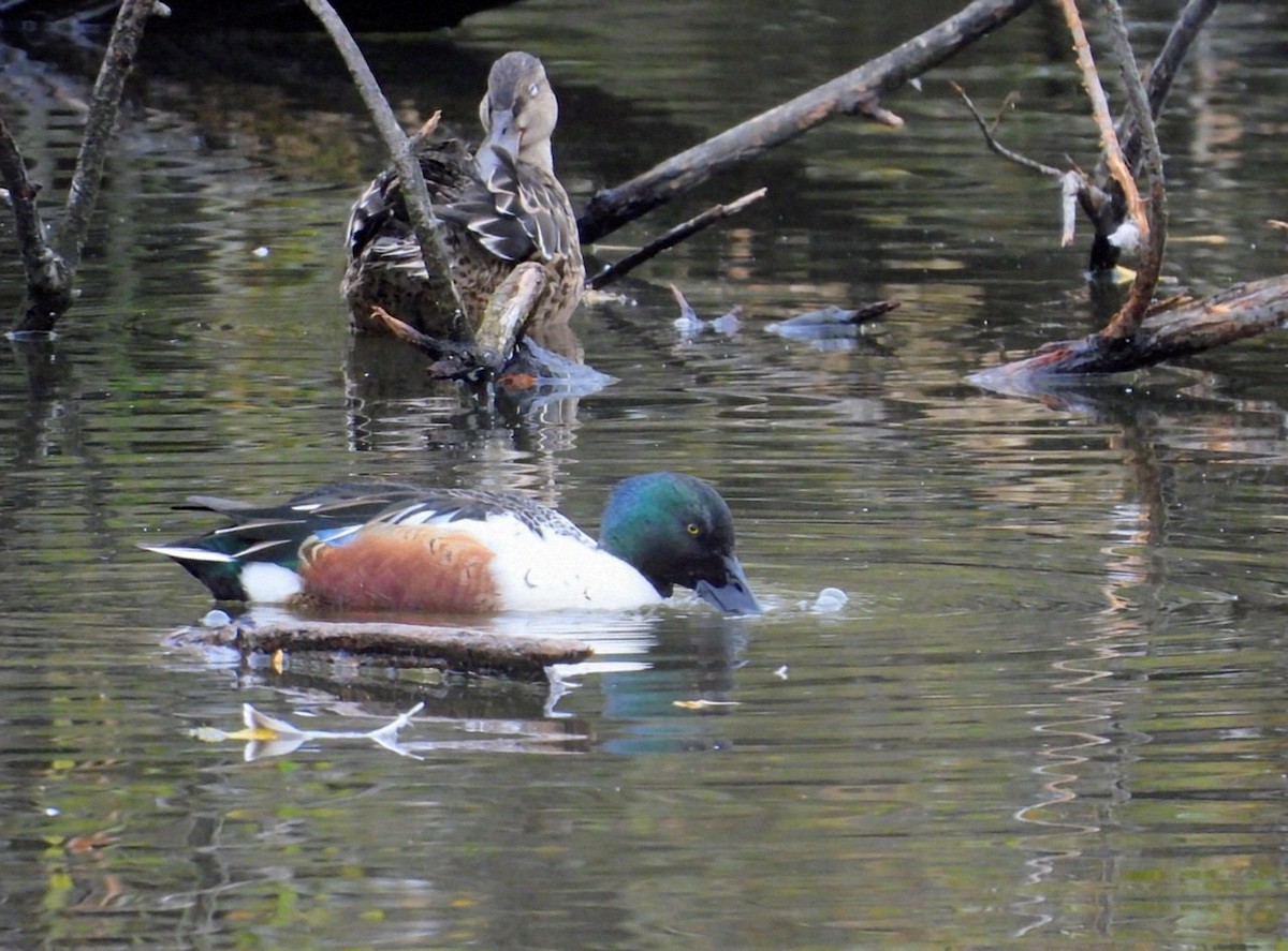 Northern Shoveler - ML643479280