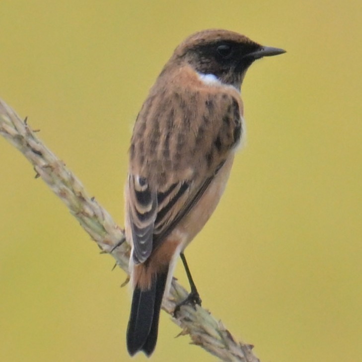 Amur Stonechat - ML643479286