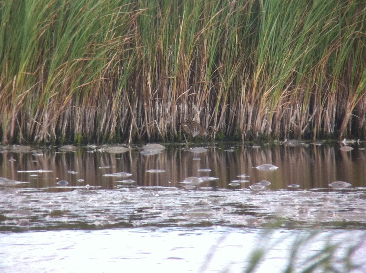 Water Rail - ML643479299