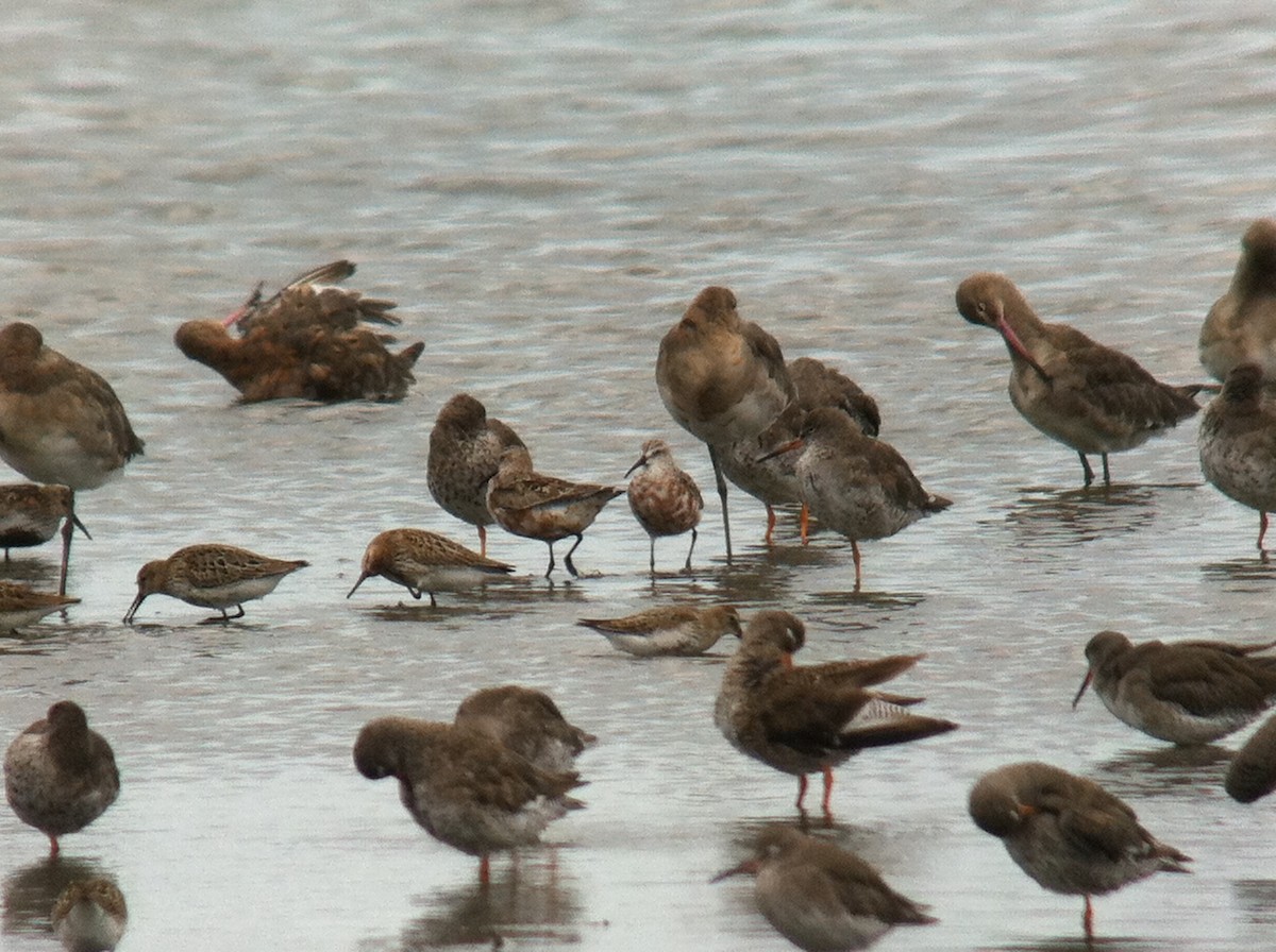 Curlew Sandpiper - ML643479306