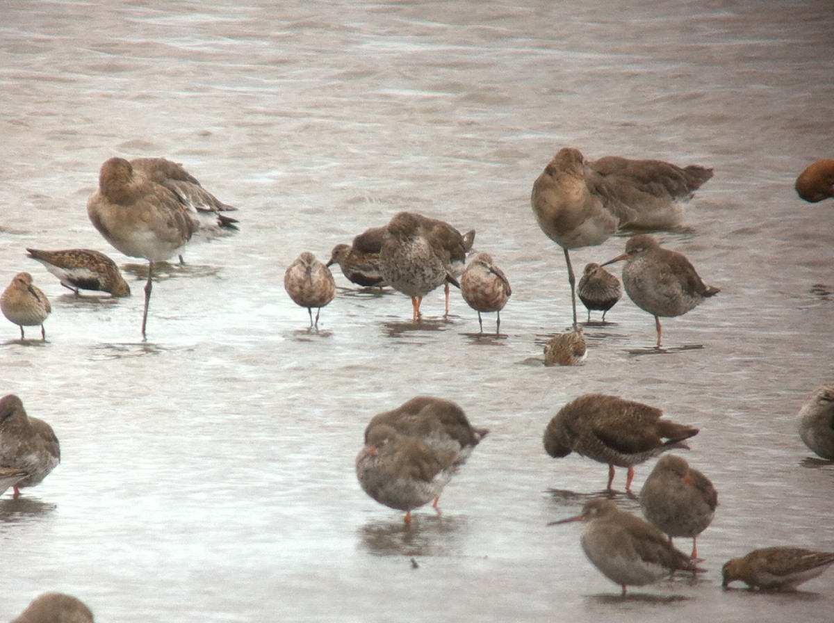 Curlew Sandpiper - ML643479307
