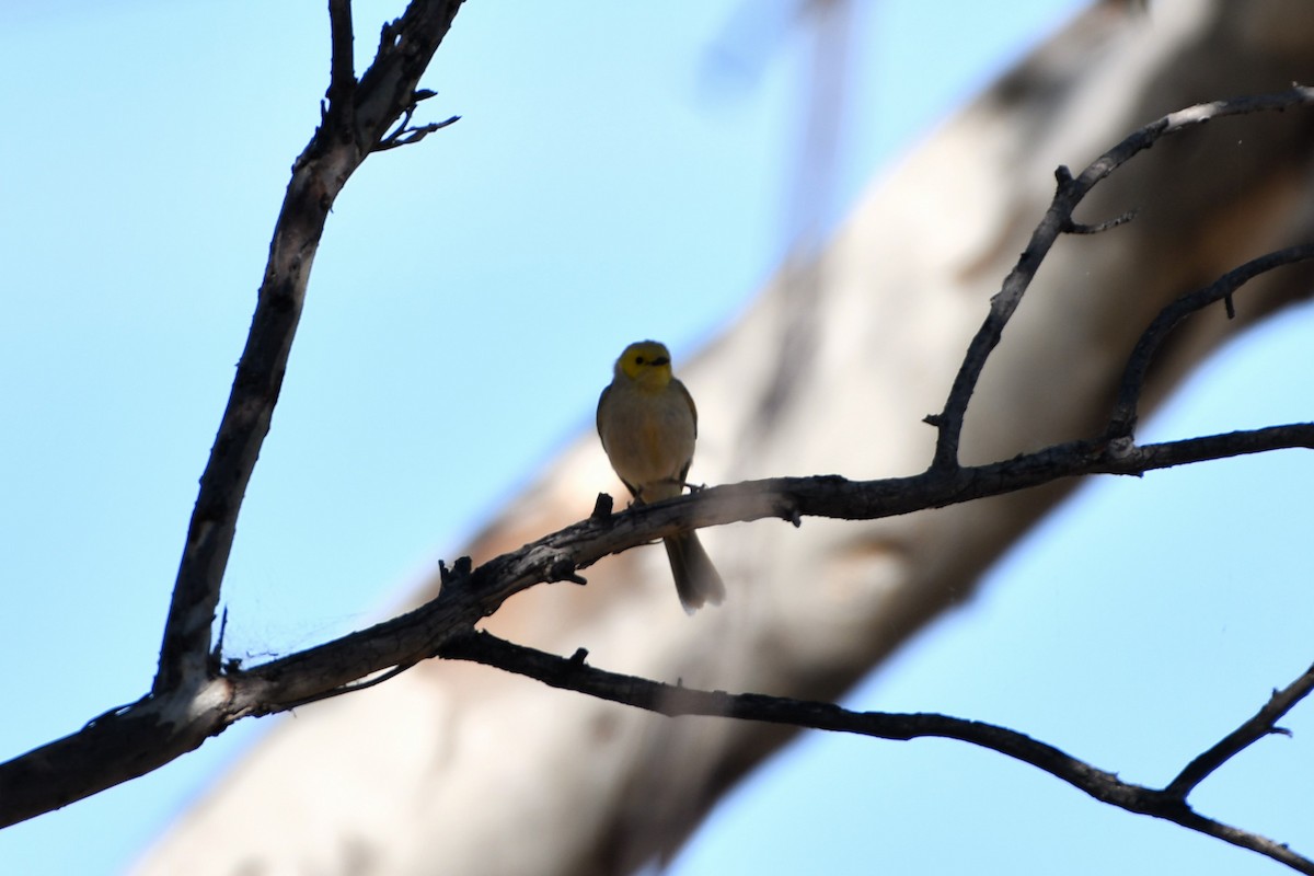 White-plumed Honeyeater - ML643479308