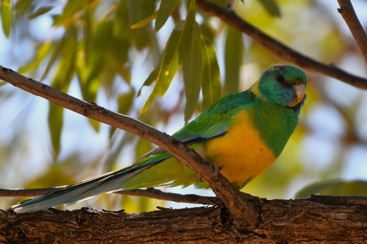 Australian Ringneck (Cloncurry) - ML643479313