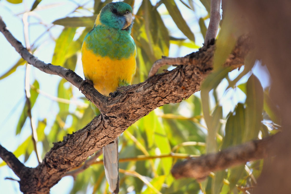 Australian Ringneck (Cloncurry) - ML643479314