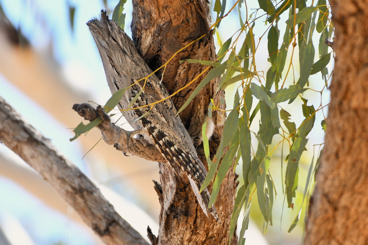 Podargo Australiano - ML643479316