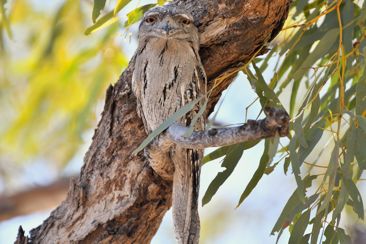 Podargo Australiano - ML643479317