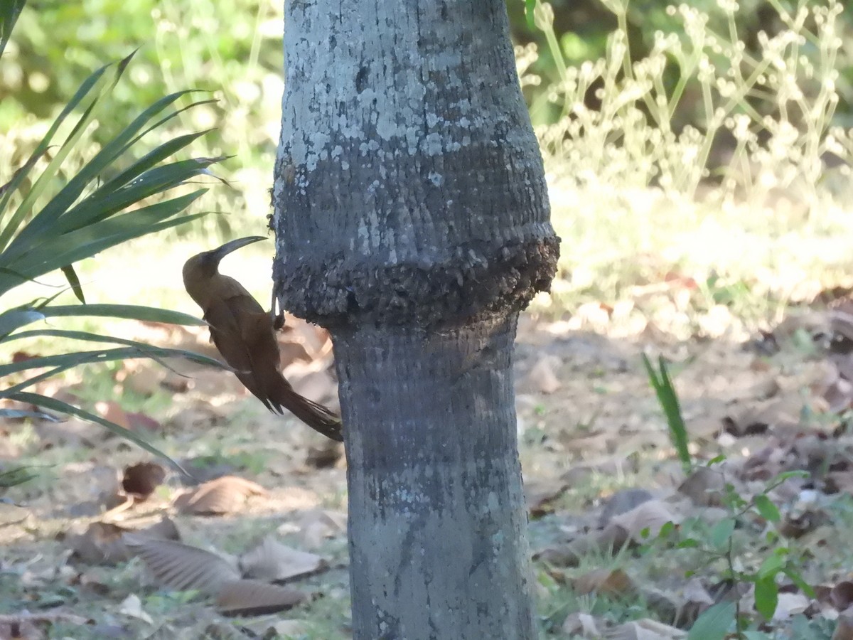 Great Rufous Woodcreeper - ML643479320