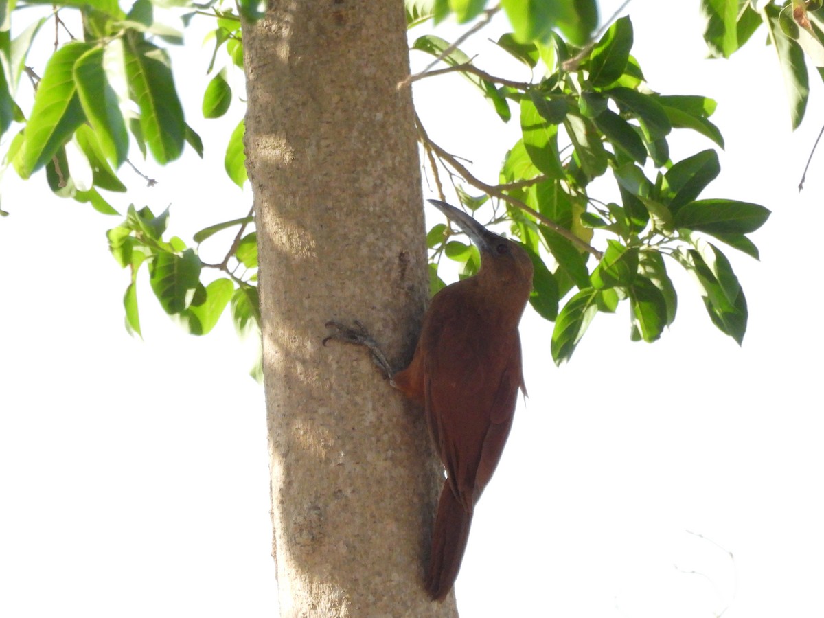 Great Rufous Woodcreeper - ML643479323