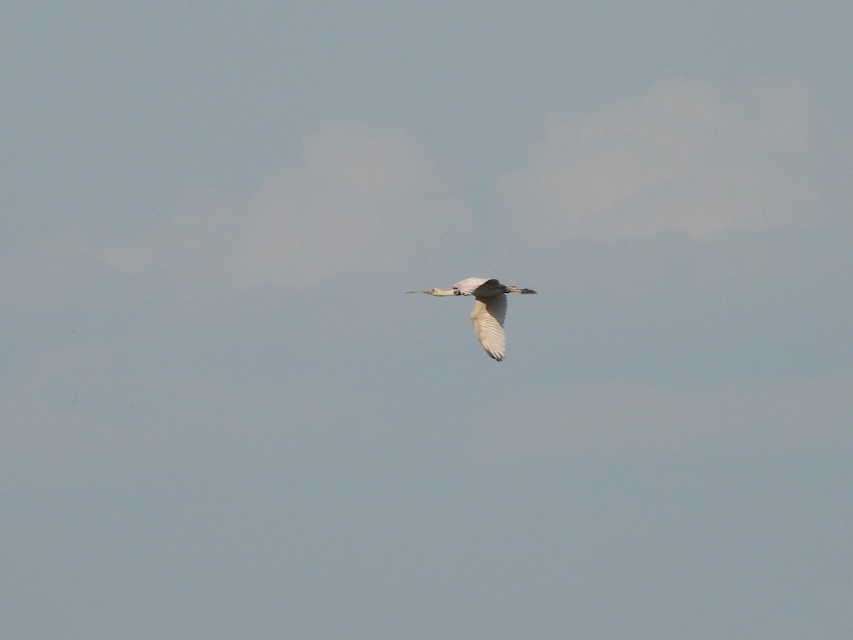 Roseate Spoonbill - ML643479334