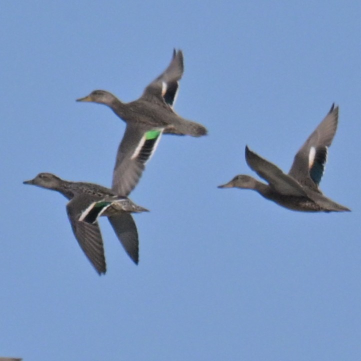 Green-winged Teal - ML643479340