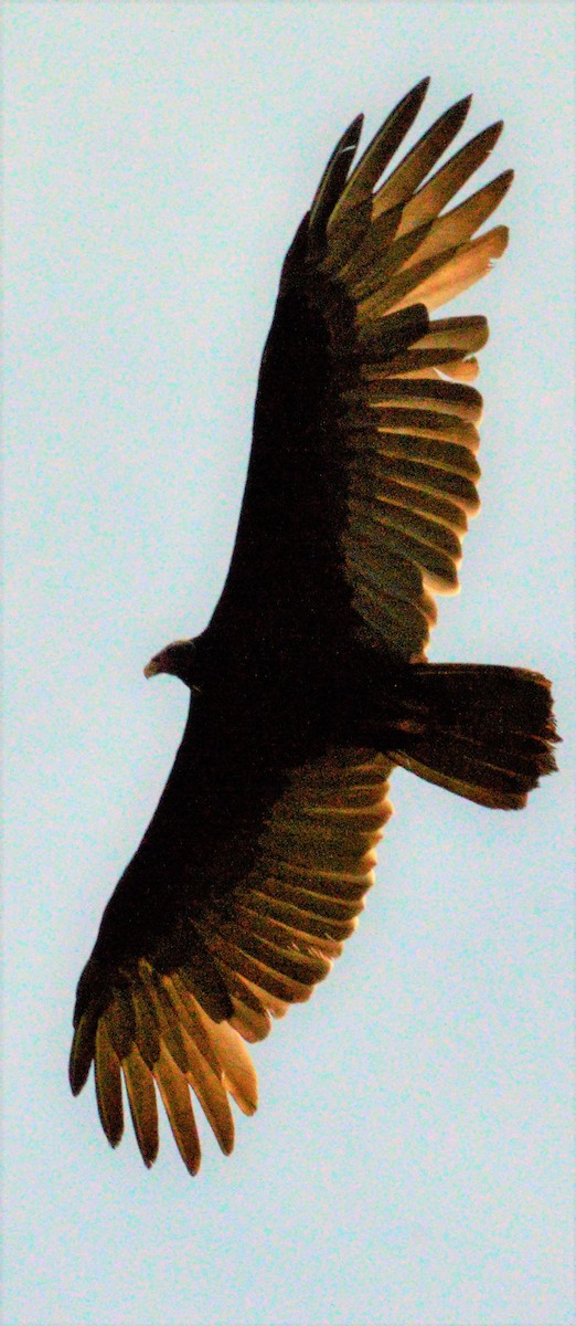 Hindi Akbabası - ML643479343