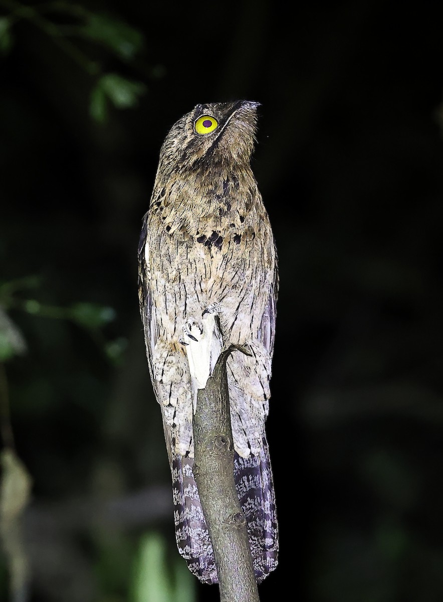 Common Potoo - ML643479345