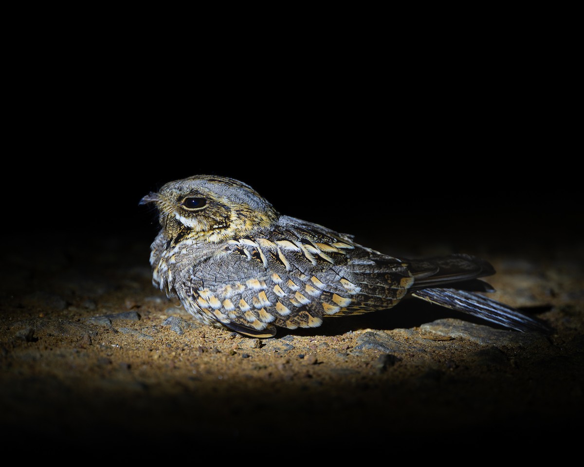 Hint Çobanaldatanı - ML643479362