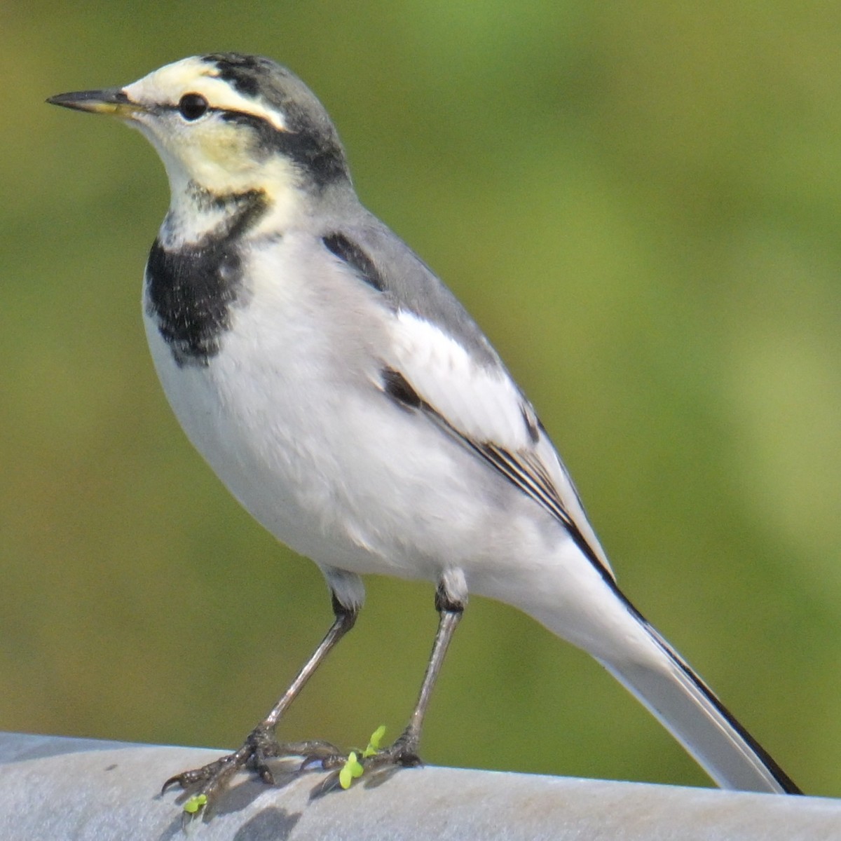 White Wagtail - ML643479364