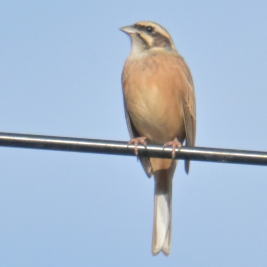 Meadow Bunting - ML643479368