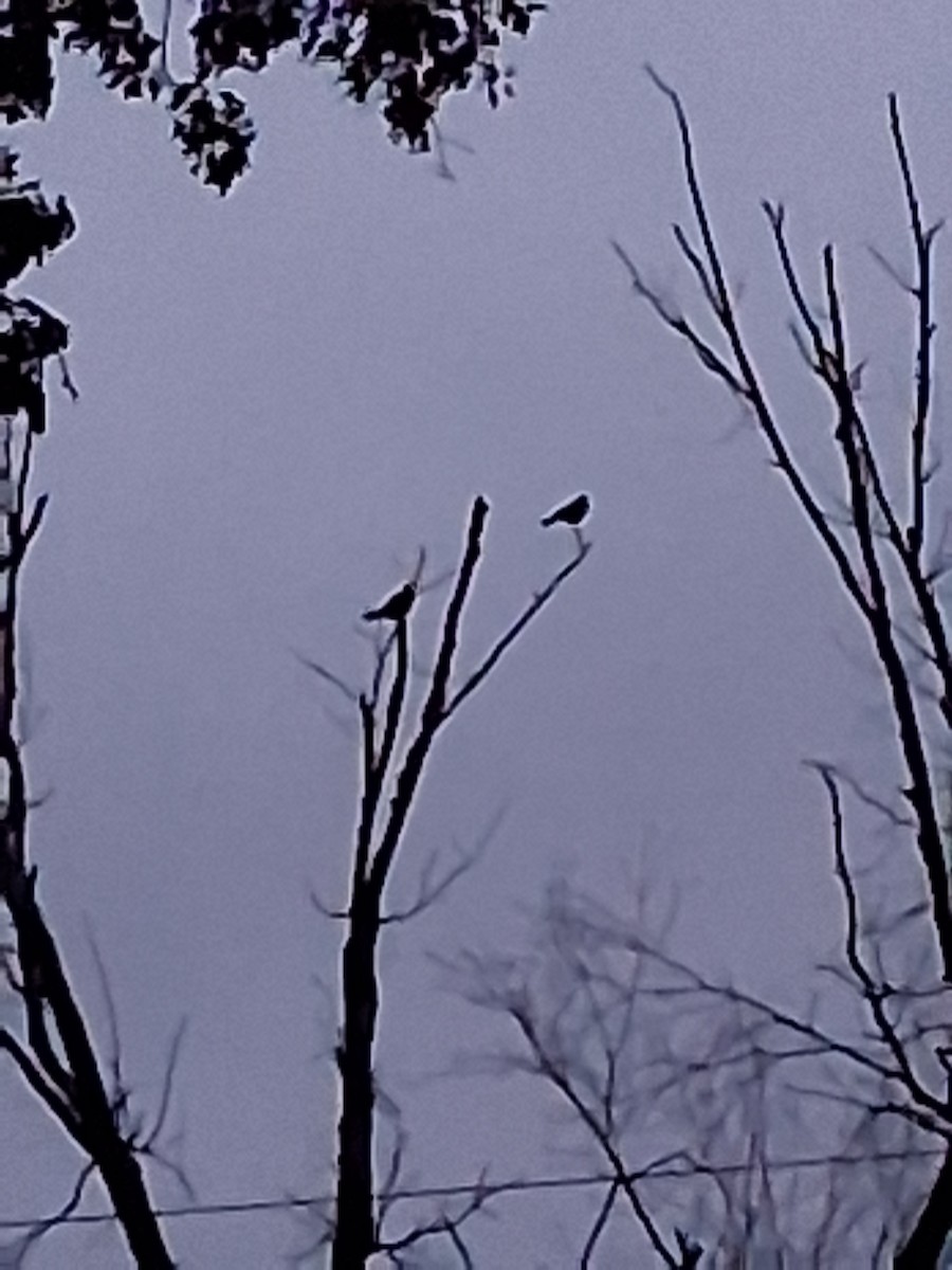 Blue Jay - ML643479370