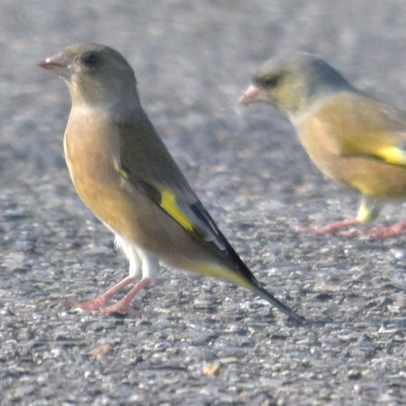 Oriental Greenfinch - ML643479371