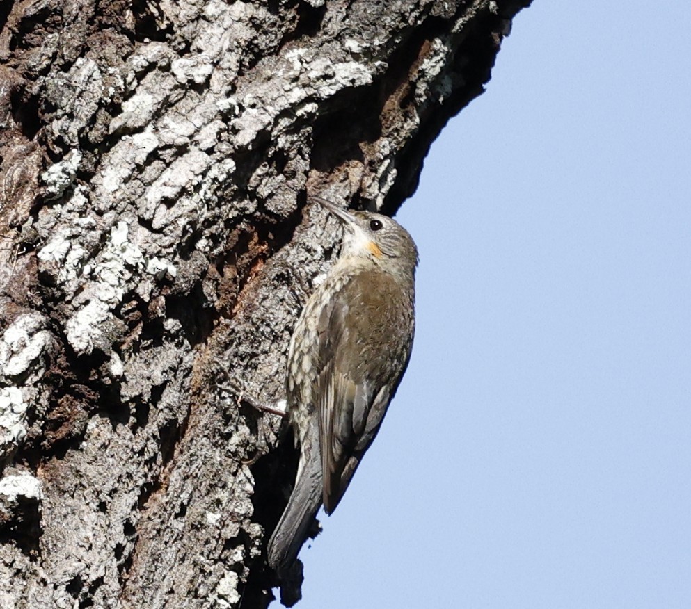 White-throated Treecreeper - ML643479381