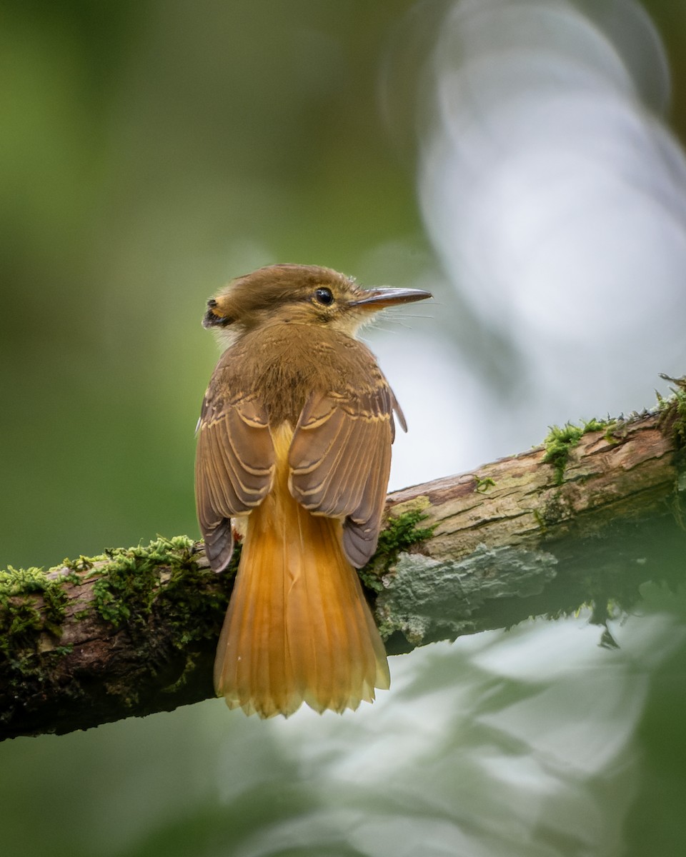 Tropical Royal Flycatcher - ML643479382