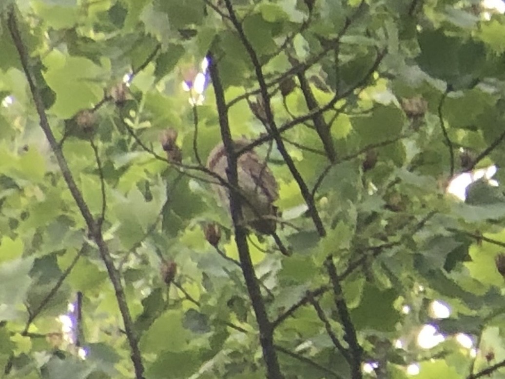 Eastern Screech-Owl - ML643479383