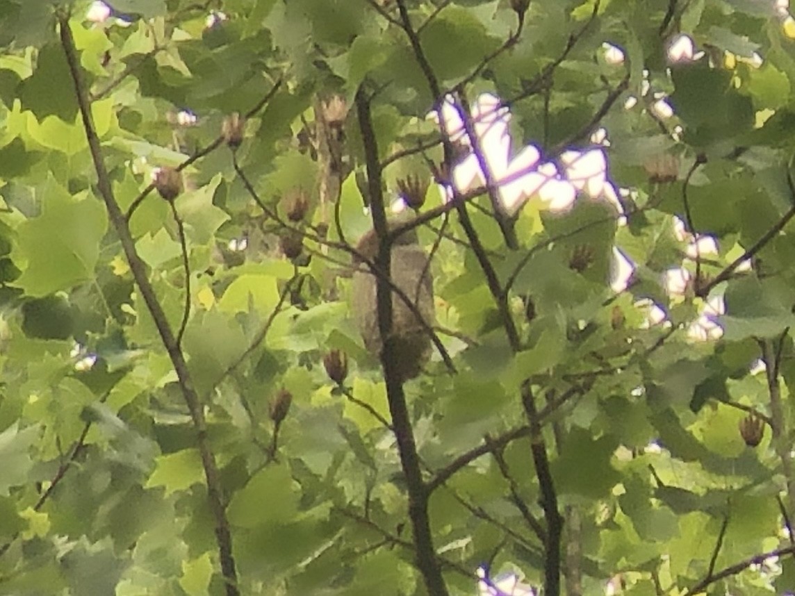 Eastern Screech-Owl - ML643479384