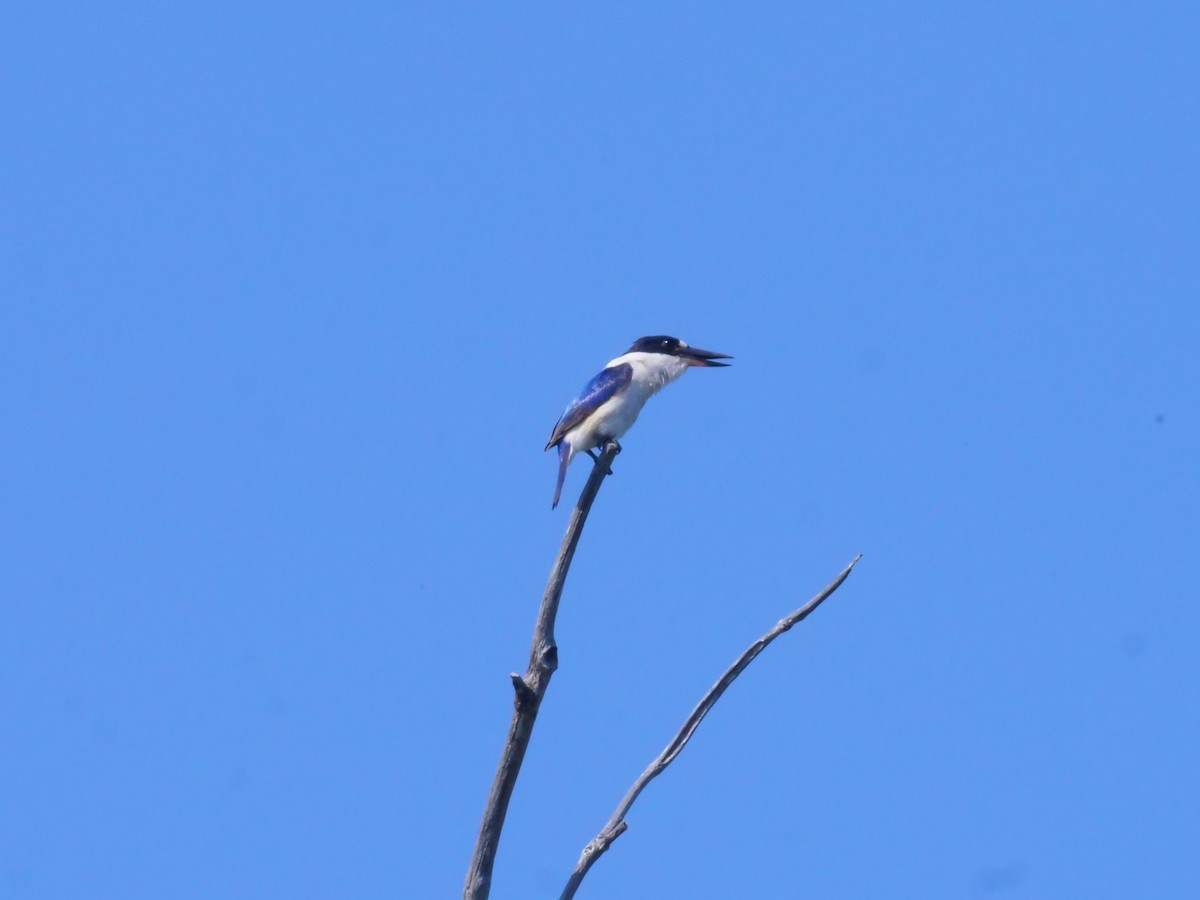 Forest Kingfisher - ML643479394