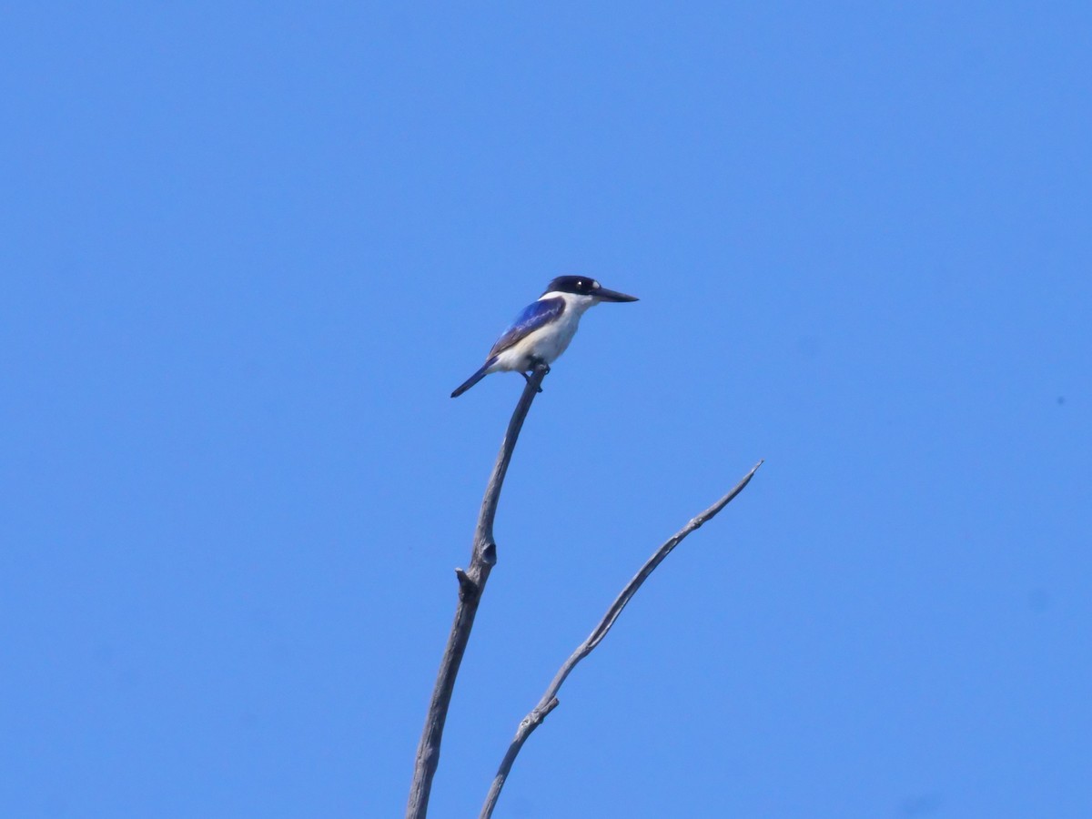 Forest Kingfisher - ML643479395