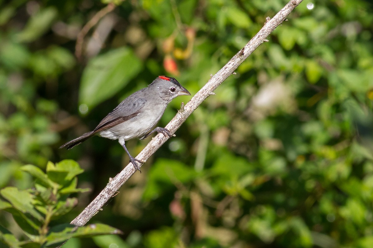 Pileated Finch - ML643479403