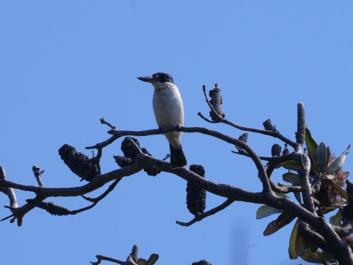 Forest Kingfisher - ML643479404