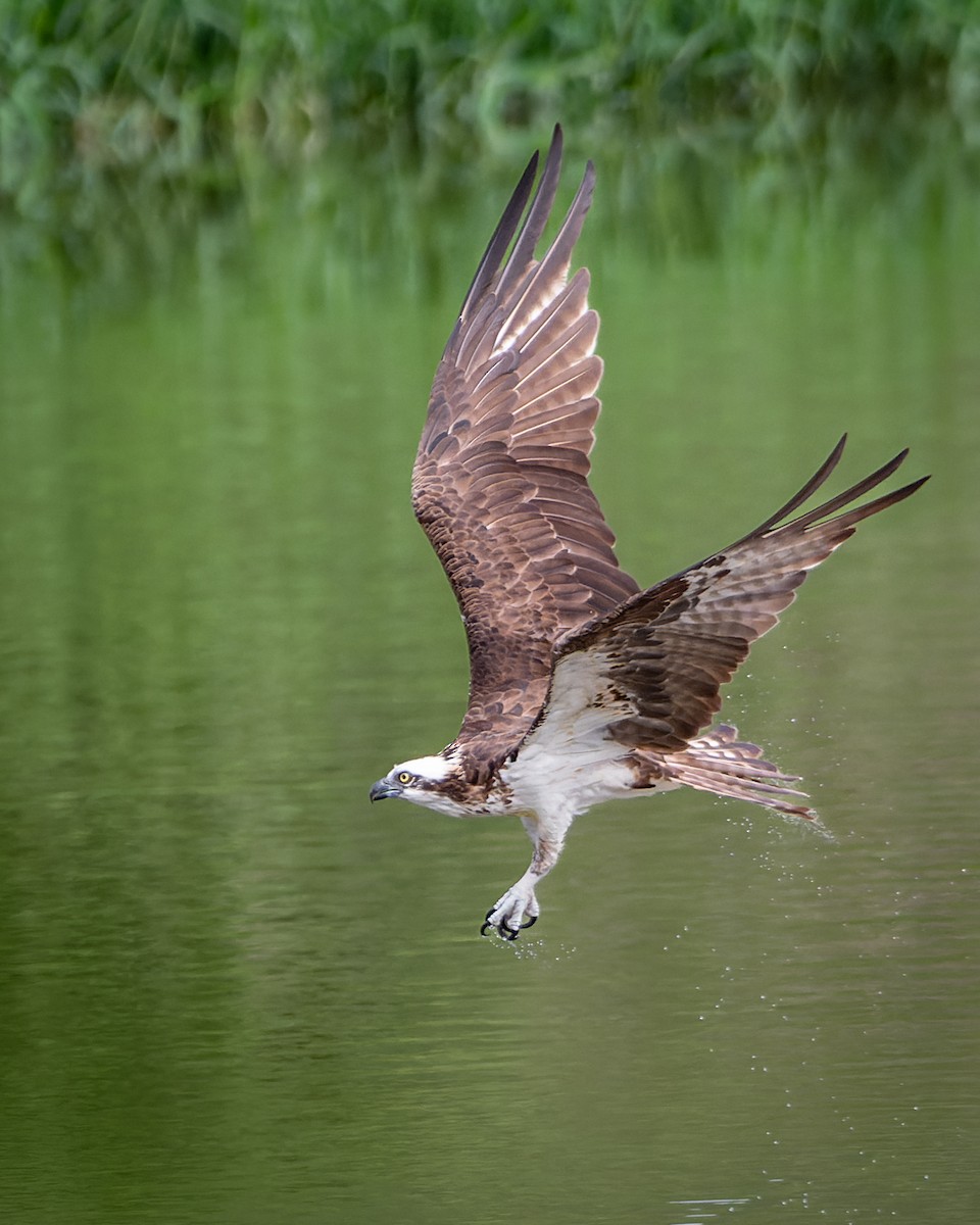 Osprey - ML643479407