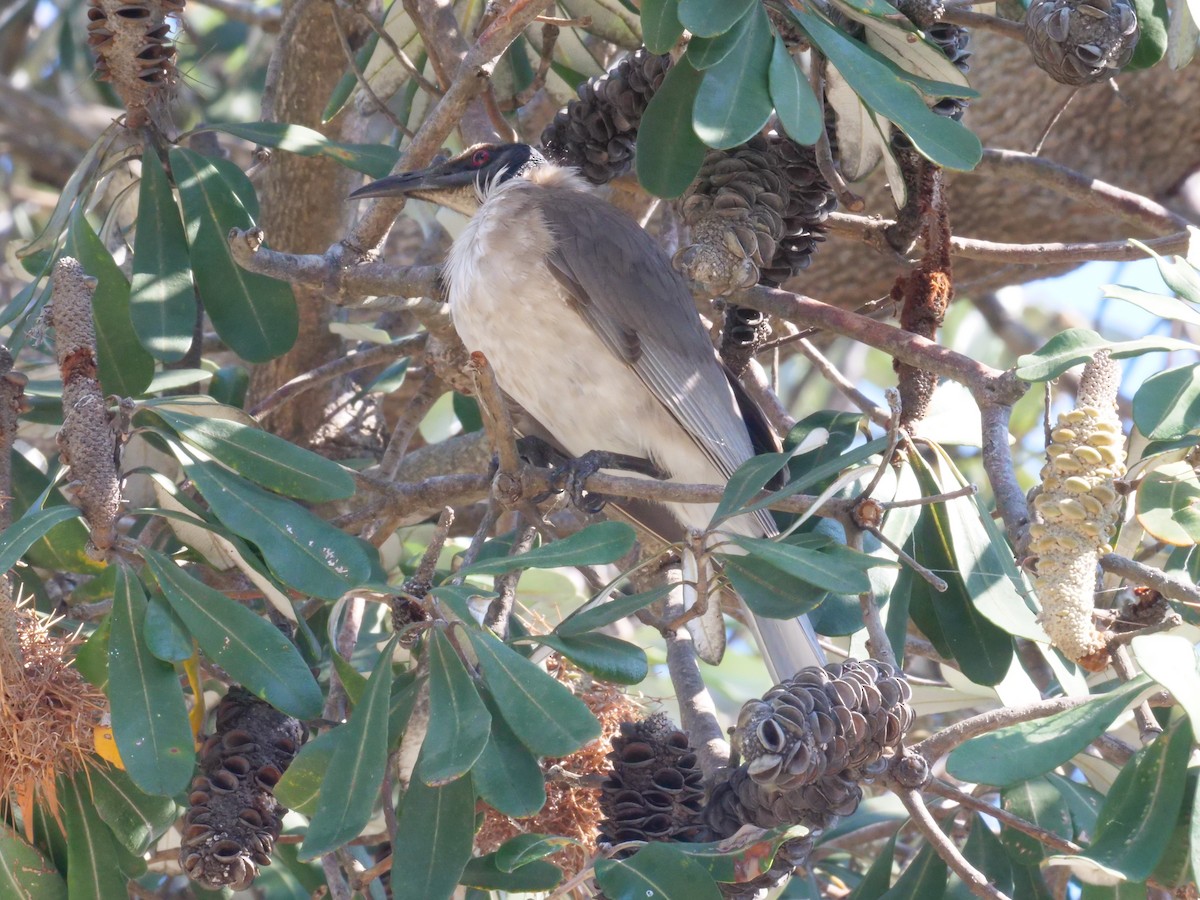 Noisy Friarbird - ML643479410