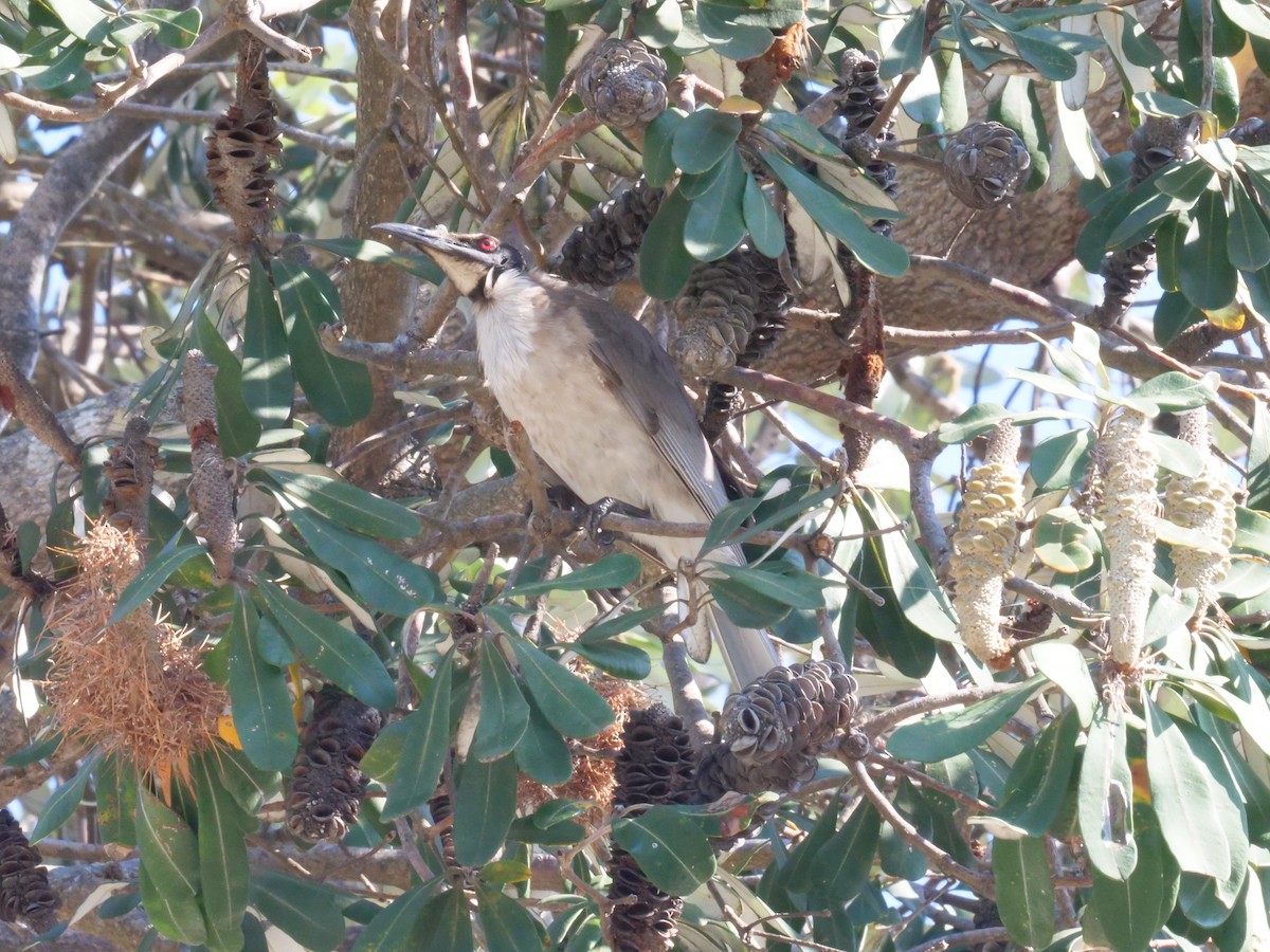 Noisy Friarbird - ML643479411