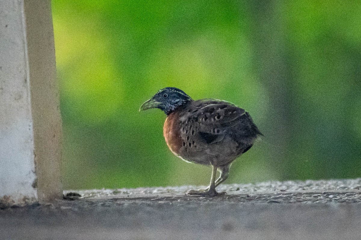 Spotted Buttonquail - ML643479417