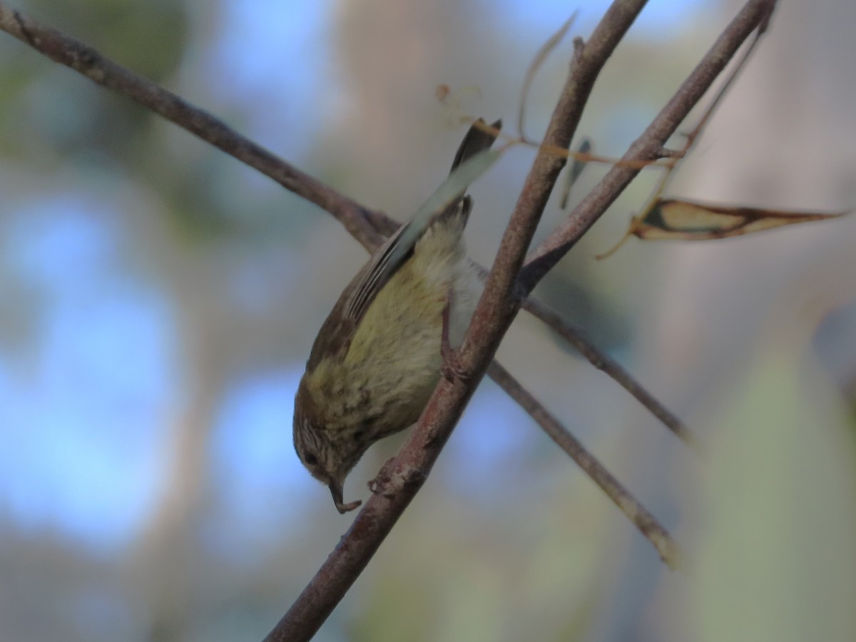 Striated Thornbill - ML643479433