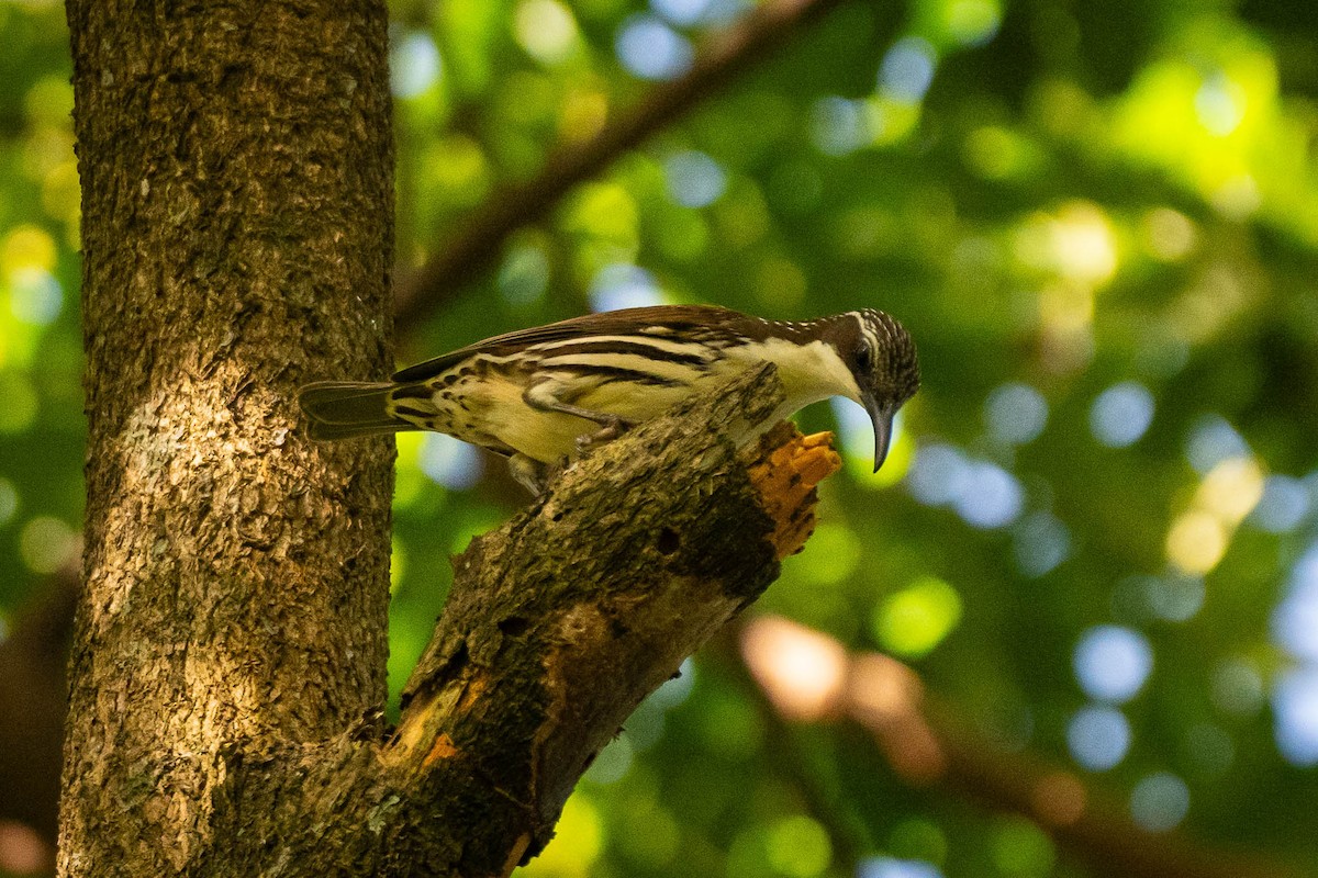 Stripe-sided Rhabdornis - ML643479434
