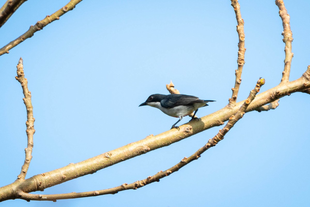 rødkjølblomsterfugl - ML643479439