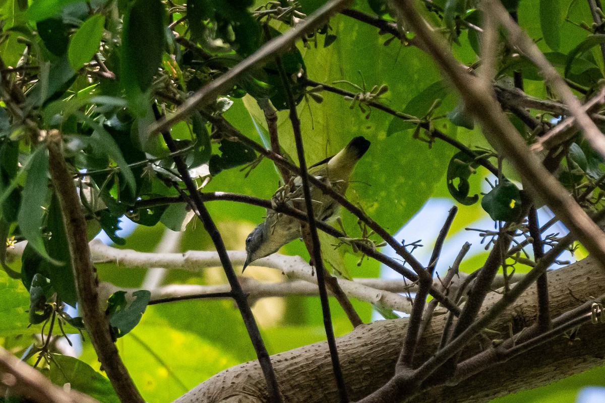 Zwergmistelfresser - ML643479460