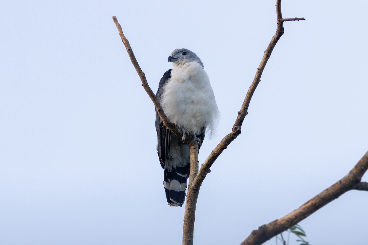 Gray-headed Kite - ML643479461