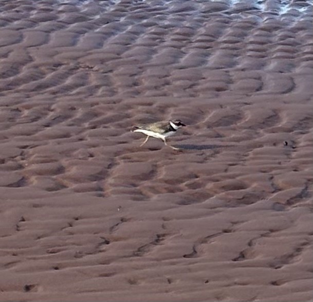 Semipalmated Plover - ML643479467