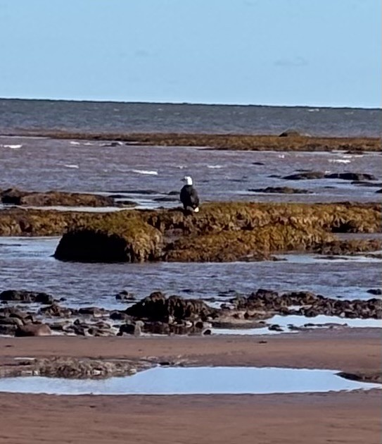 Bald Eagle - ML643479487