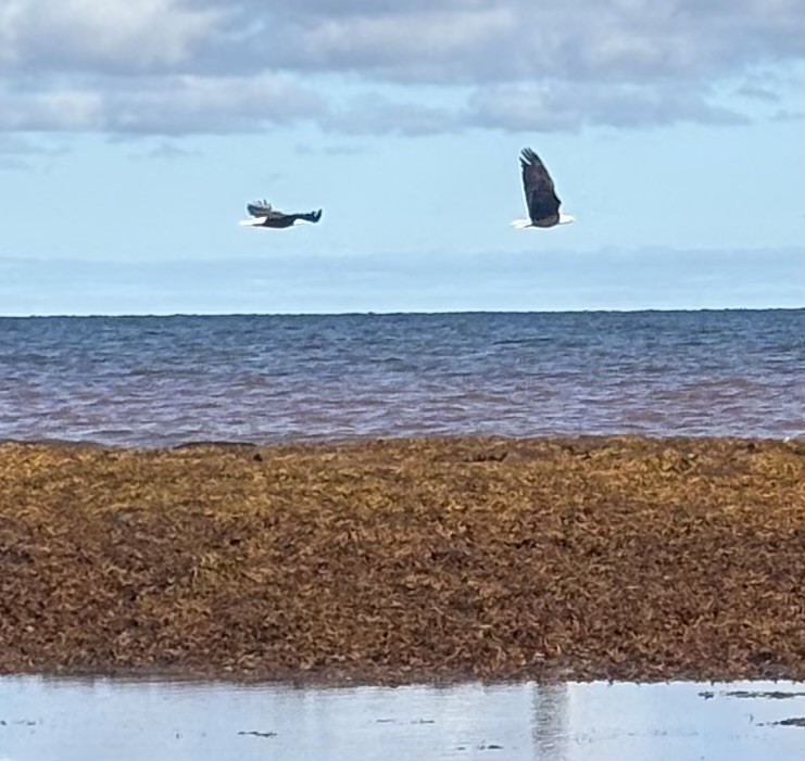 Bald Eagle - ML643479488
