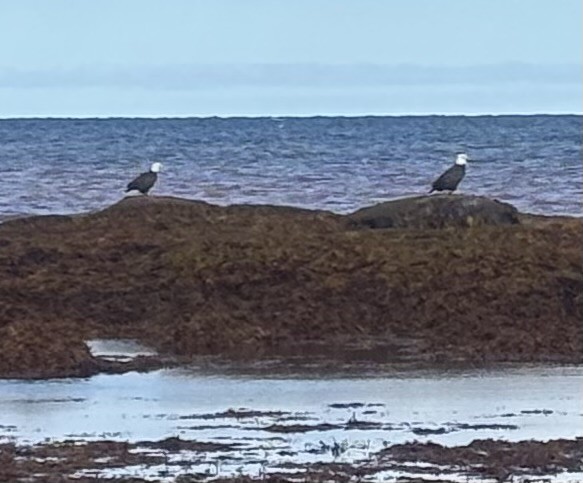 Bald Eagle - ML643479489