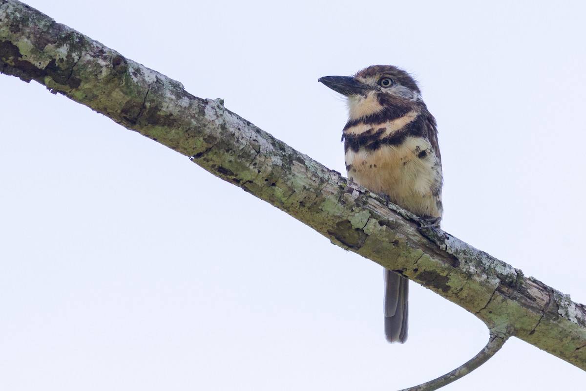 lenivka dvoupruhá - ML643479495