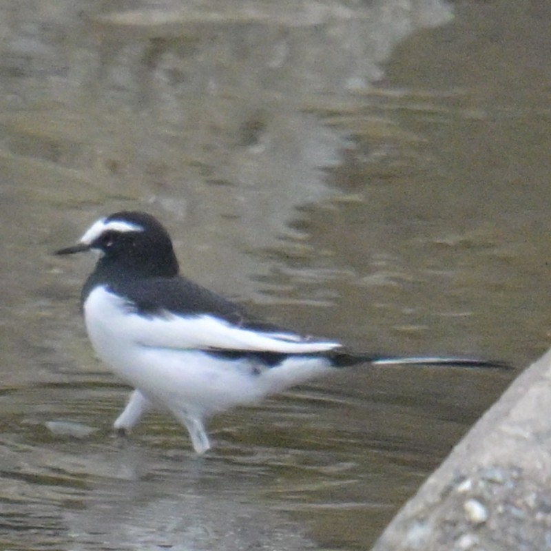 Japanese Wagtail - ML643479521