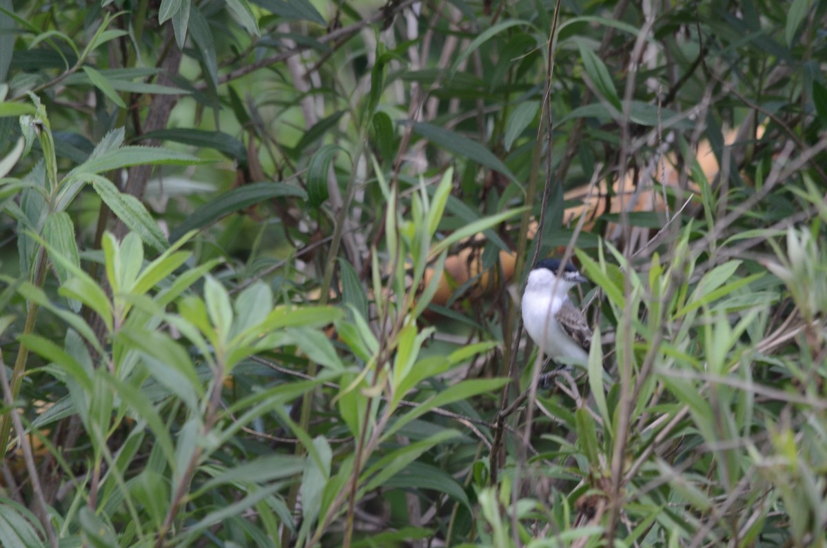 White-naped Xenopsaris - ML643479529