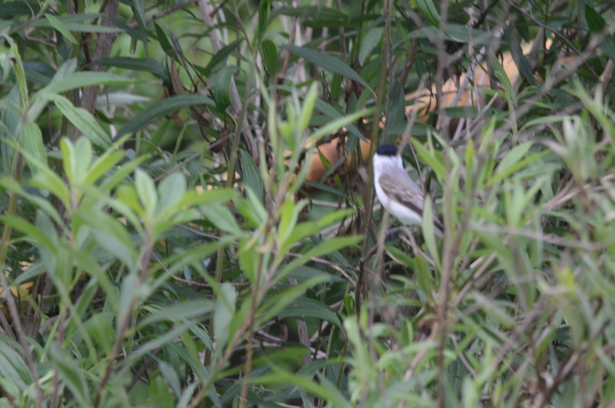 White-naped Xenopsaris - ML643479530