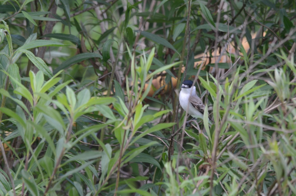 White-naped Xenopsaris - ML643479532