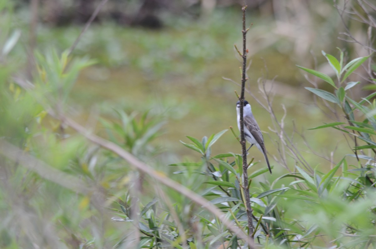 White-naped Xenopsaris - ML643479533